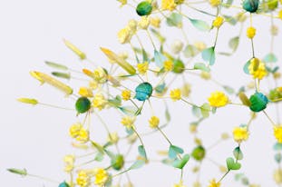 生命の房(2021.6.2,Kyoto.Japan)